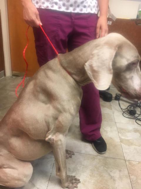 Lucky at Vet before Surgery